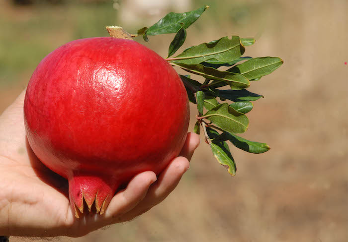 MASSERIA FRUTTIROSSI: CON PROGETTO “LOME SUPER FRUIT” 25 MILIONI DI  MELAGRANE IN TRE ANNI