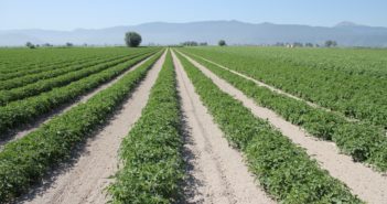 Alimentare: positiva la raccolta delle patate 2011