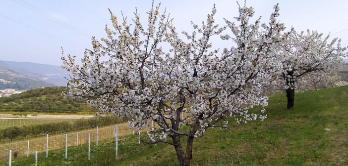 Natura in tilt: a novembre ciliegi in fiore in Puglia e fiori di nespolo in  Veneto