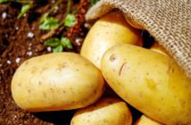 Segnali positivi dalla Borsa delle patate