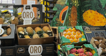 Avocado fresco: importazione e distribuzione - Fratelli Orsero