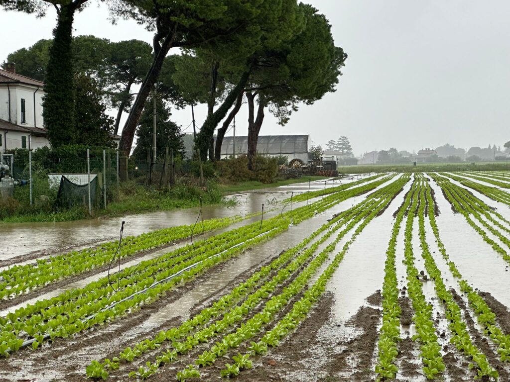 MALTEMPO IN ROMAGNA, “CAMPI ALLAGATI PER SCARSA MANUTENZIONE”